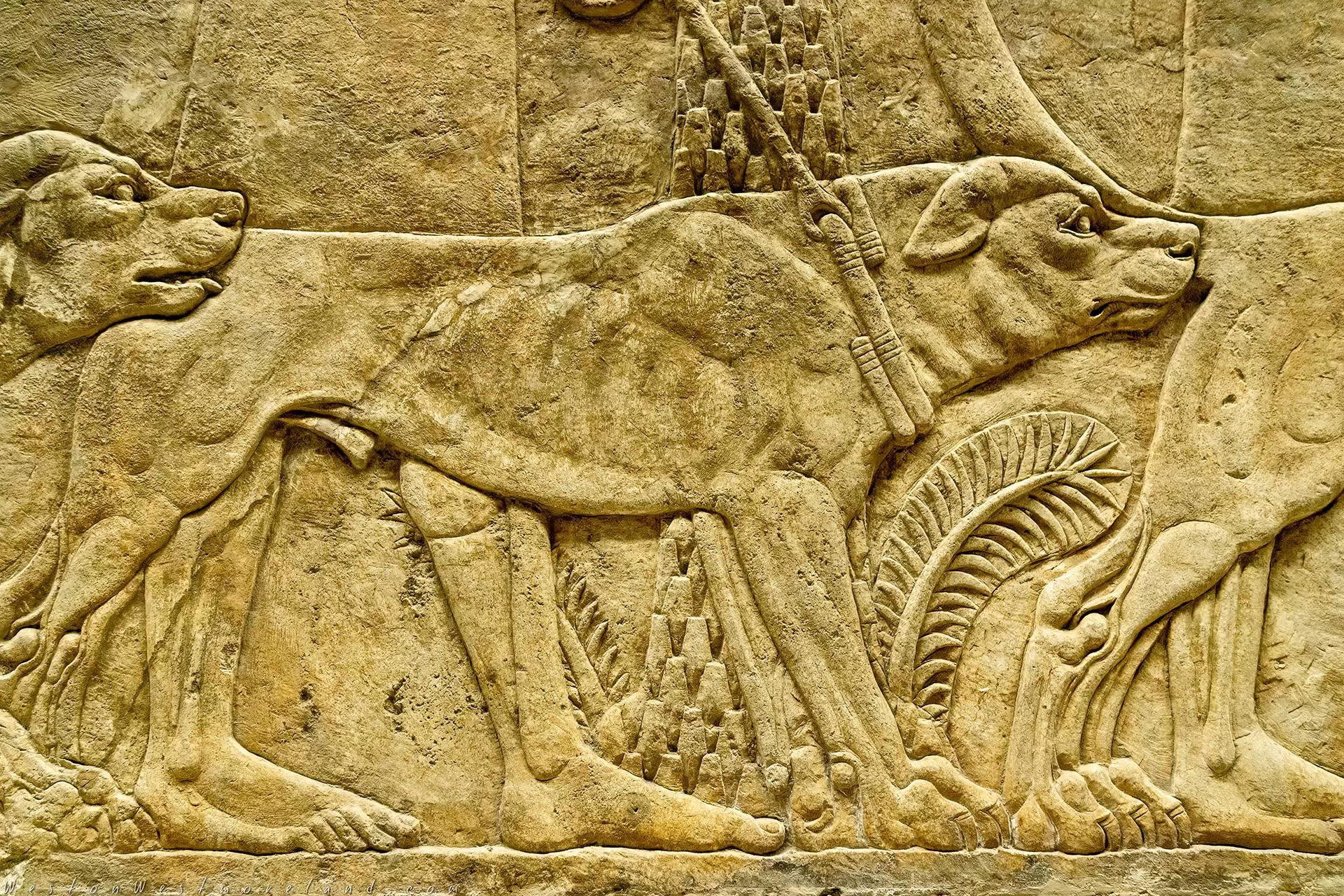 Ancient History Courses