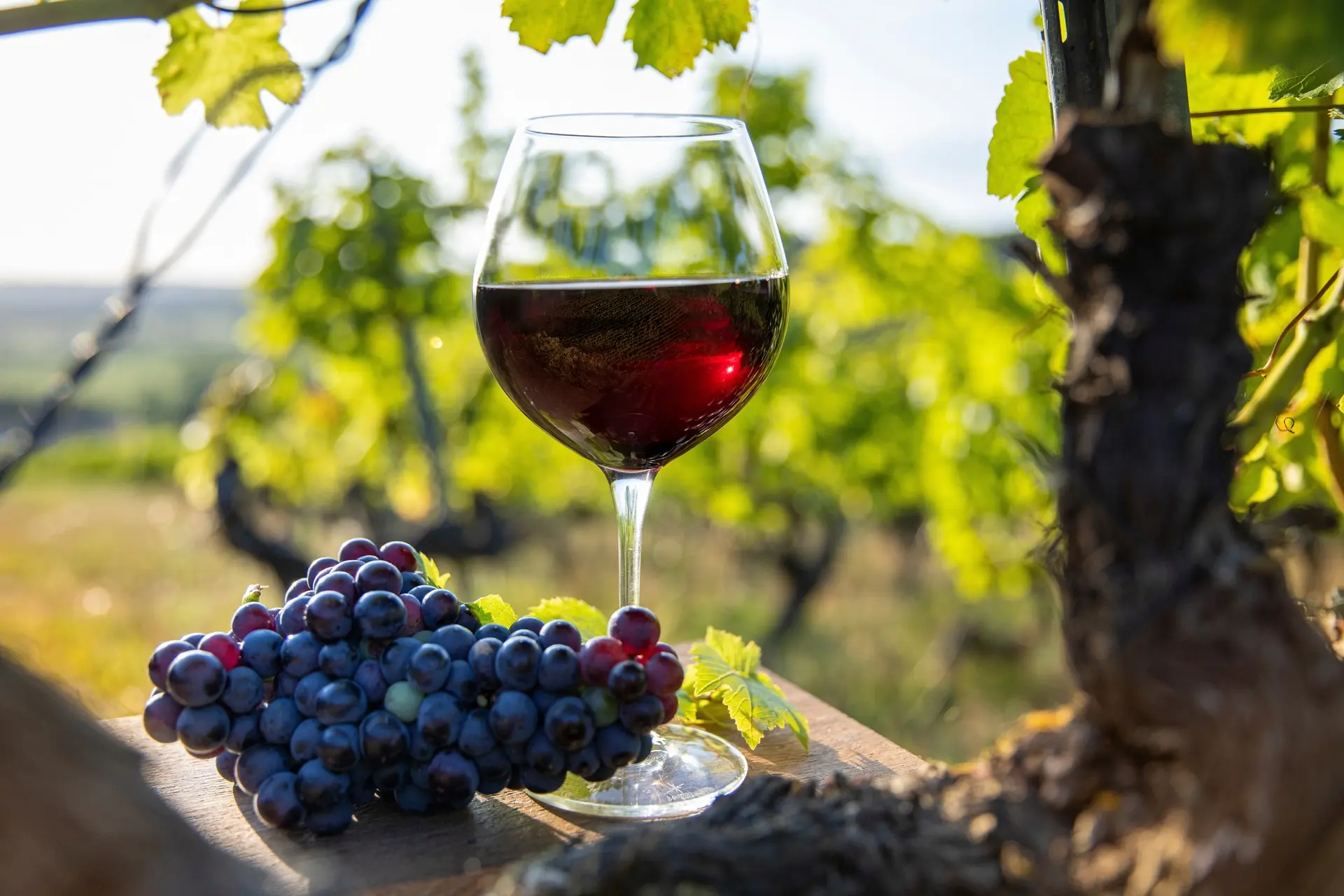 Wine Tasting Courses